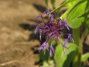 Close-up of purple flowering plant