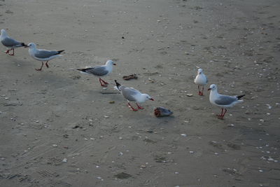 High angle view of seagulls on beach