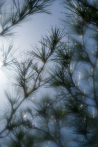 Close-up of grass against sky