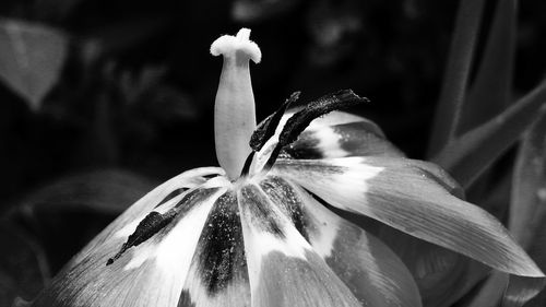 Close-up of flower blooming outdoors