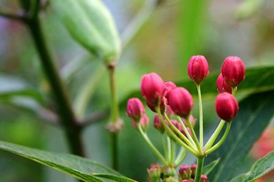 Close-up of pink flower