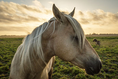 Close-up of horse standing on field against sky