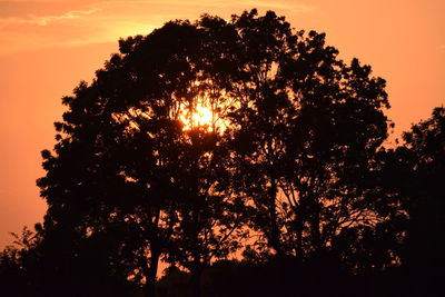 Low angle view of silhouette trees against sky during sunset