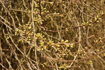 Close-up of flowering plants on branch