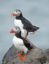 Close-up of puffins perching on rocks