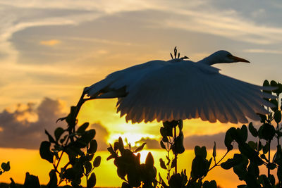 Silhouette bird flying against sky during sunset