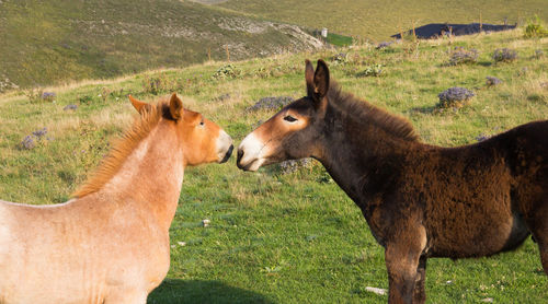 Baby horse kissing a little donkey