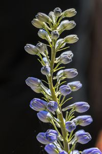 Close-up of flowering plant against black background