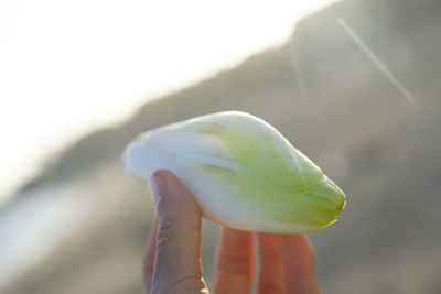 Close-up of hand holding flower