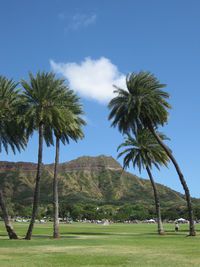 Scenic view of trees in park