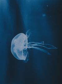 Close-up of jellyfish swimming in sea