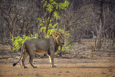 Lion standing against plants