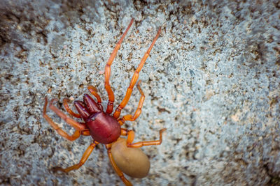 Close-up of insect on rock