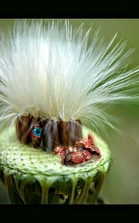Close-up of insect on flower