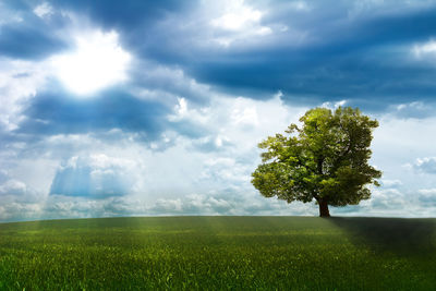 Tree on field against sky