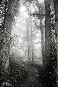 Trees in forest