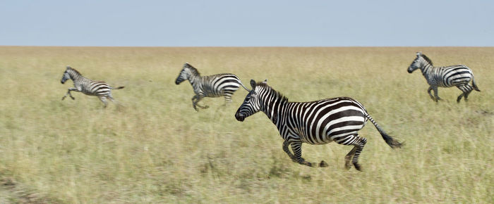 Zebra standing on landscape against clear sky