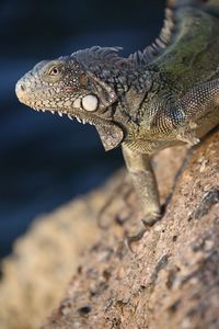 Close-up of bearded dragon on rock