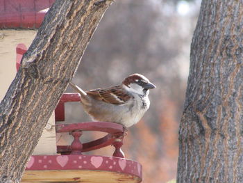 Close-up of bird perching on tree trunk