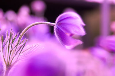 Close-up of purple flower