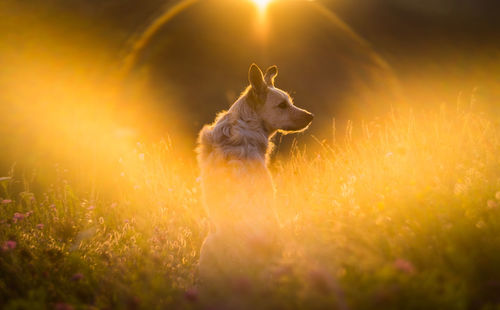 View of dog on field during sunset