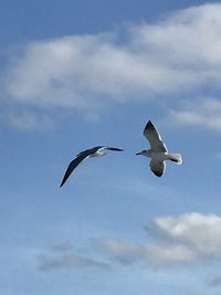 Low angle view of seagulls flying in sky