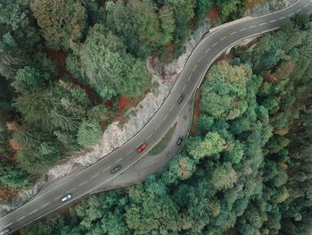 High angle view of road amidst trees