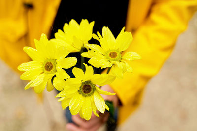 Close-up of yellow flower