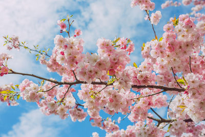 Close-up of pink cherry blossoms against sky