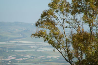 Low angle view of tree against sky