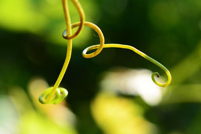 Close-up of spiral plant