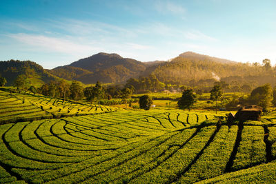 Scenic view of agricultural field against sky