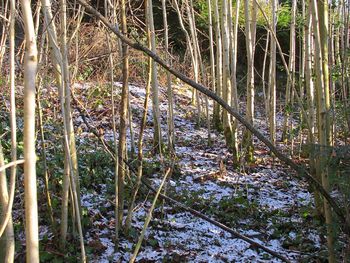 Close-up of bamboo plants in forest