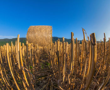 Cactus growing on field against clear blue sky