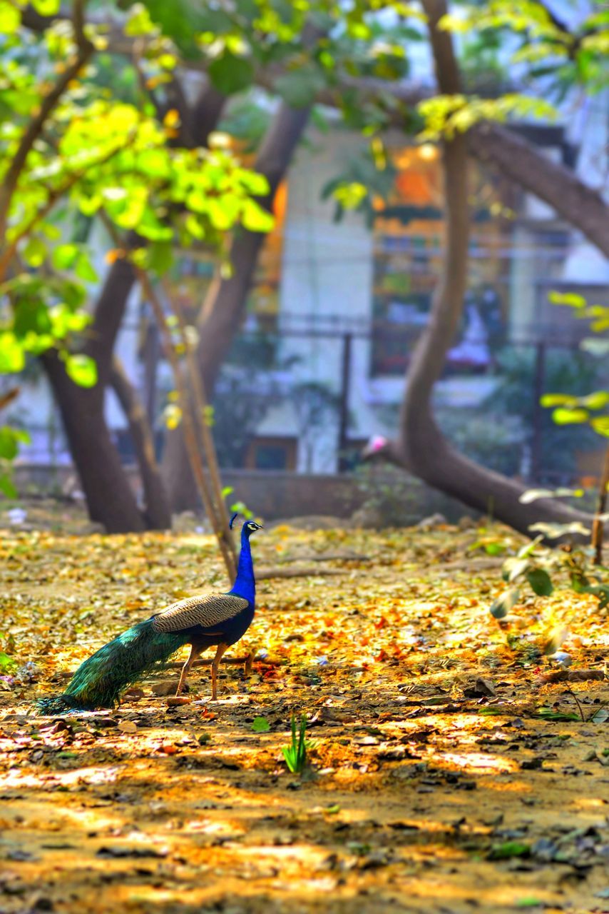 BIRD PERCHING ON A TREE