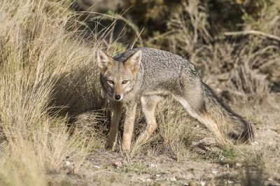 Fox standing on field