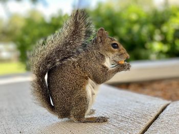 Close-up of squirrel eating