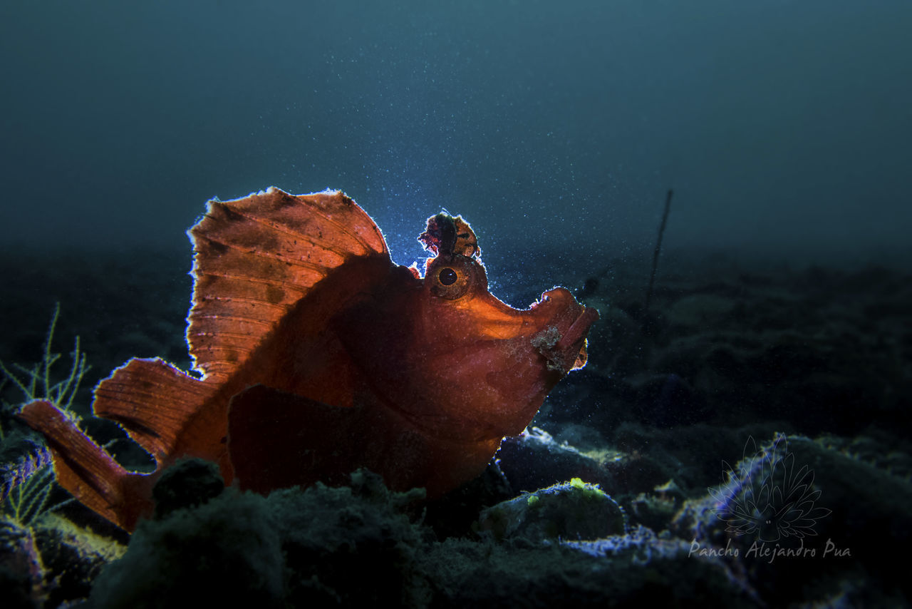 📸 with Olympus Tg4 in an ikelite housing & Orchatorch500v+ with (snoot) i-Torch Venom-38 🐟 Rhinopias Eschmeyeri Davao City, Philippines Light Play Rhinopias Eschmeyeri Samal Island, Philippines Under Water Under Water Photography Dive Philippines Marine Life New Dive Destination Rhinopias Underwater Photography