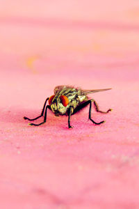 Close-up of spider