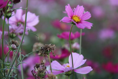 Close-up of pink cosmos flower