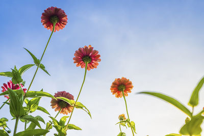 Close-up of flowering plants against sky