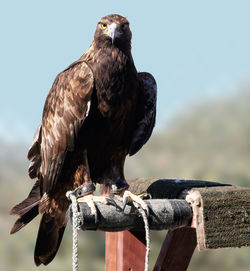 Close-up of eagle perching on wooden post