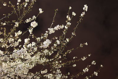 Close-up of flowers blooming on tree