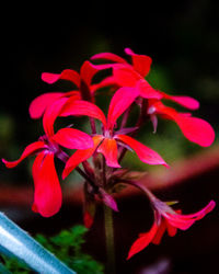 Close-up of flowers blooming outdoors