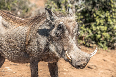 Close-up of a horse