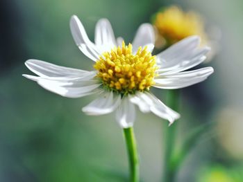 Close-up of white flower