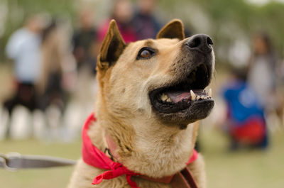 Close-up of dog sitting outdoors