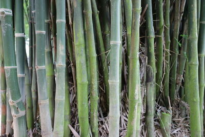 Full frame shot of bamboo trees