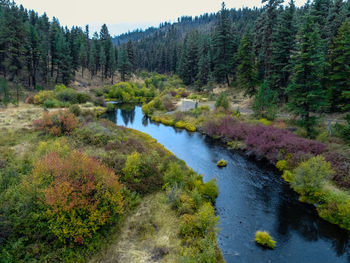 Scenic view of river stream amidst trees in forest