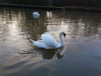 Swan swimming in lake